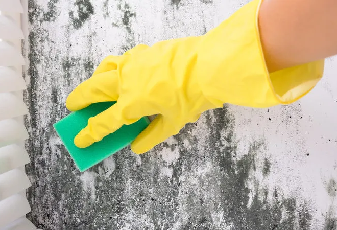 The Florida Certified Mold Remediation Company Hiring Guide