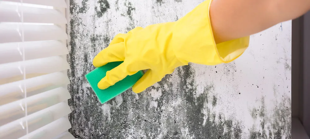 The Florida Certified Mold Remediation Company Hiring Guide